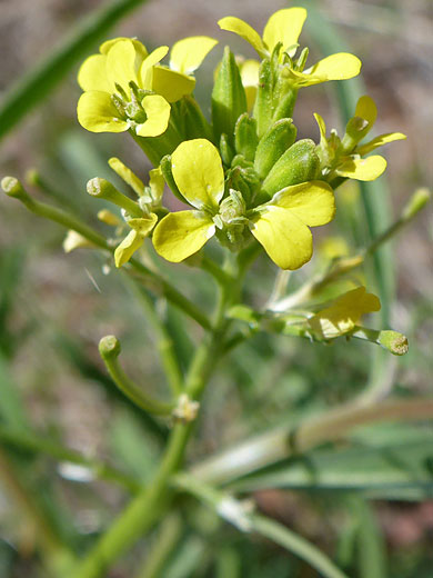 Yellow flowers