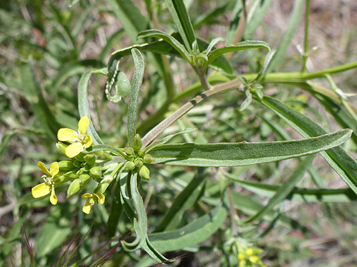 Long leaves