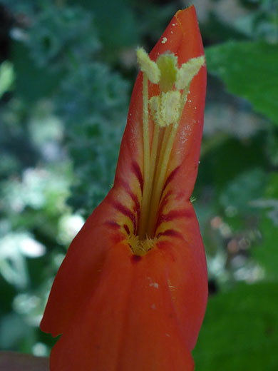 Exserted stamens