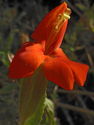 Richly-colored flower