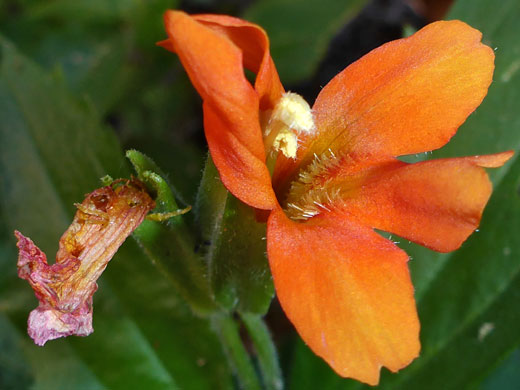 Scarlet Monkeyflower