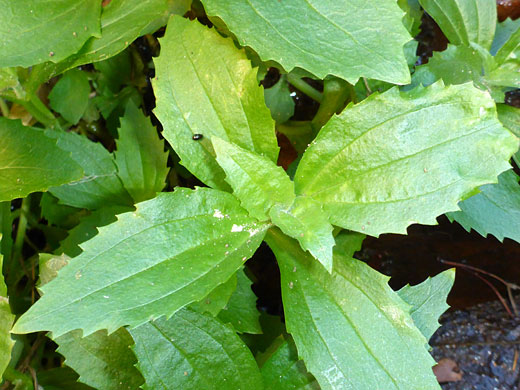 Toothed leaves