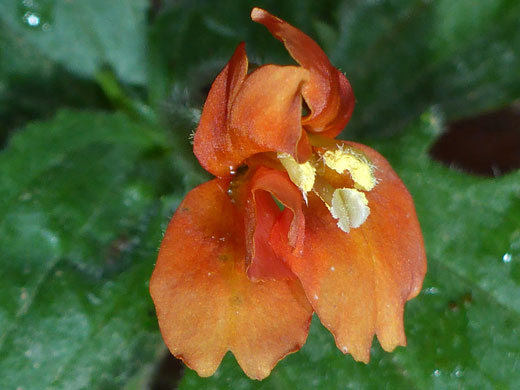 Yellow anthers