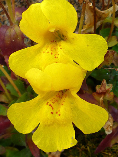 Two yellow flowers