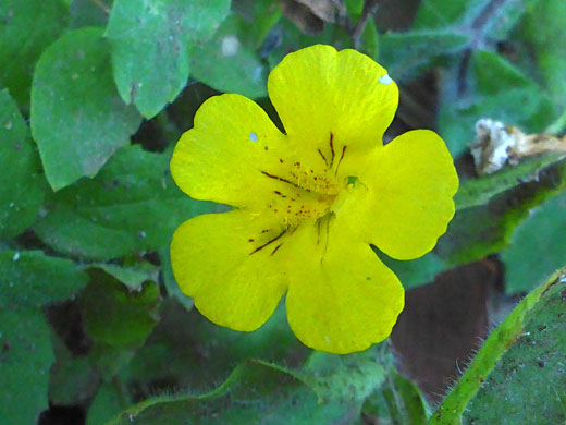 Musk Monkeyflower; Musk monkeyflower (erythranthe moschata), Yosemite National Park, California