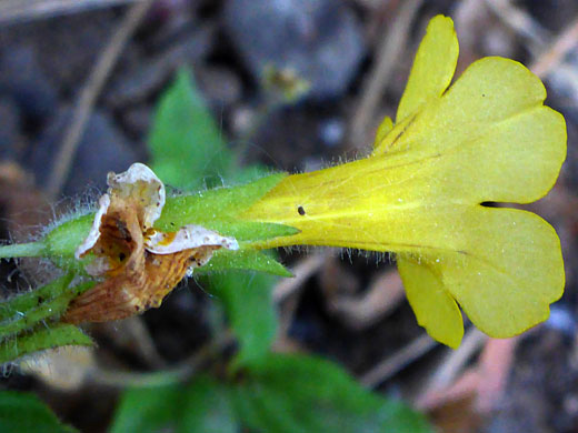 Calyx and corolla