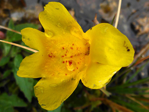 Droplets on a flower