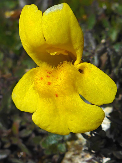 Hairy flower center