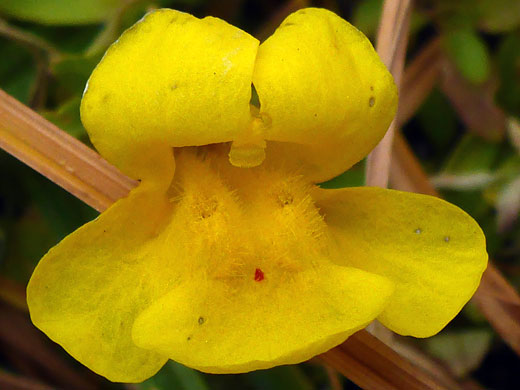 All-yellow flower