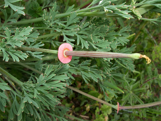 Seed pod