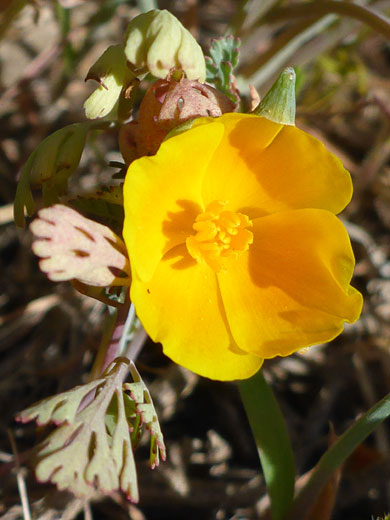 Four-petalled flower