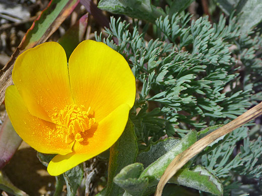 Flower and leaves