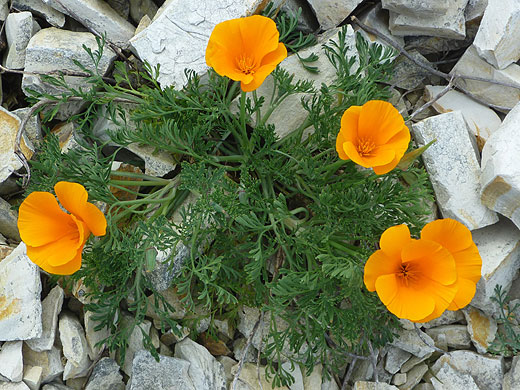 California Poppy