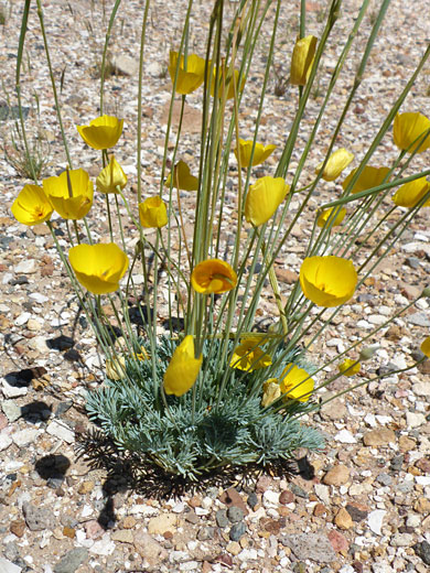 Many flowers