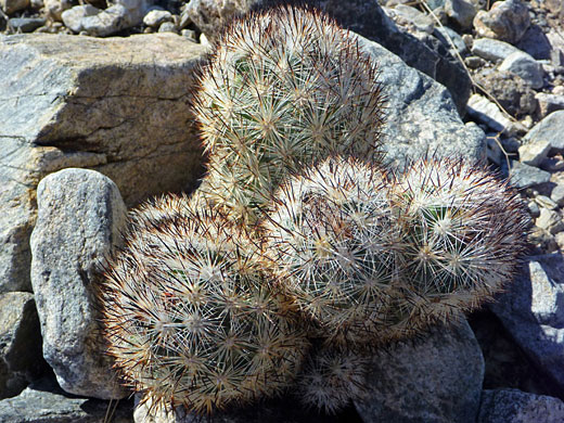 Cushion foxtail cactus cluster