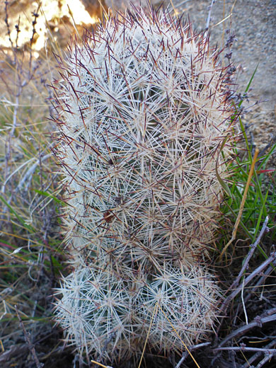 Three cushion foxtail cactus stems