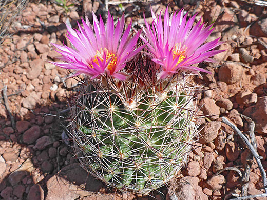 Flowering beehive cactus