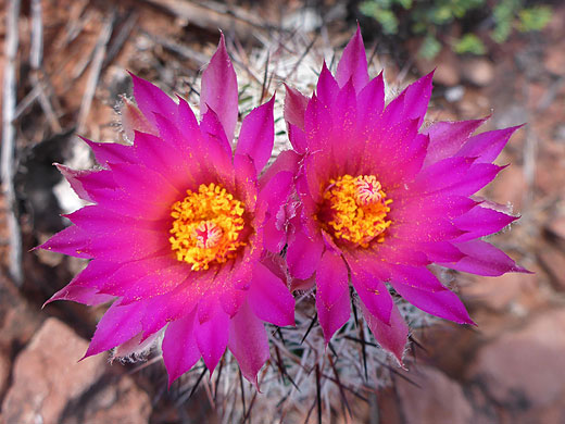 Two common beehive cactus flowers