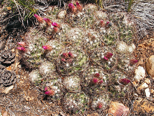 Common beehive cactus, after flowering
