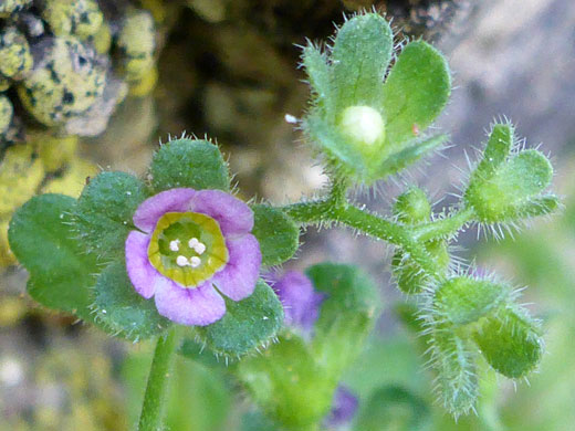 Desert Dainty Hideseed; Desert dainty hideseed (eucrypta micrantha), Mojave National Preserve, California