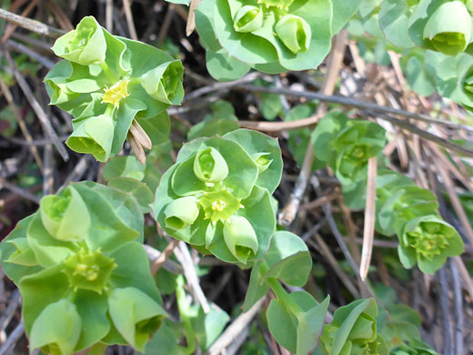 Pale green leaves