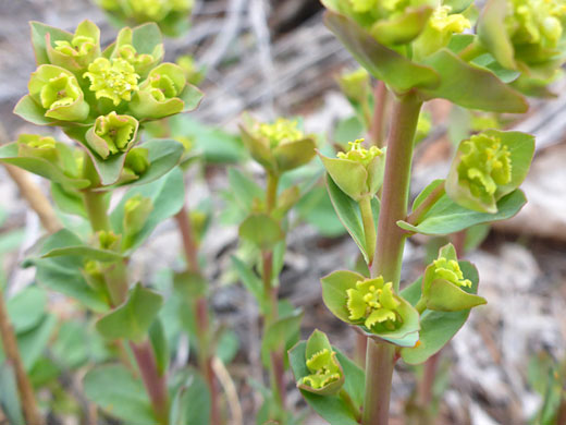 Leaves and flowerheads