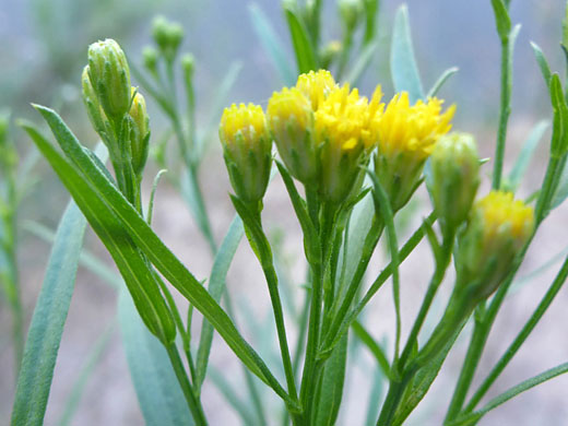 Western Goldentop