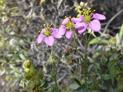 Stems and flowers