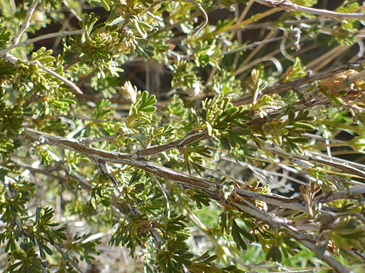 Woody branches