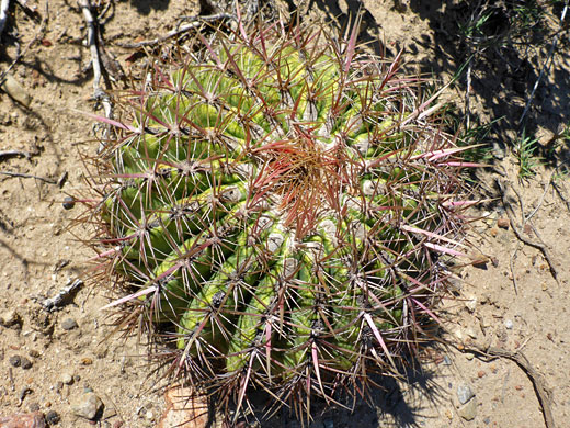 Mature cactus