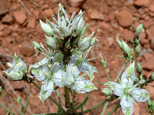 Desert Elkweed