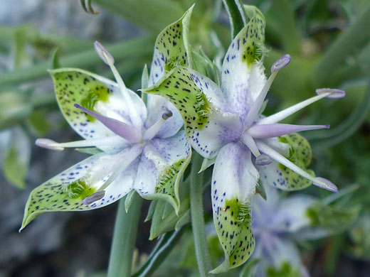 Two flowers