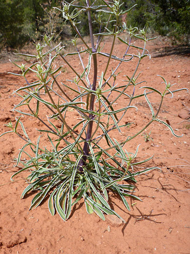 Leaves, in spring