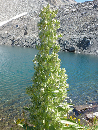 Monument Plant