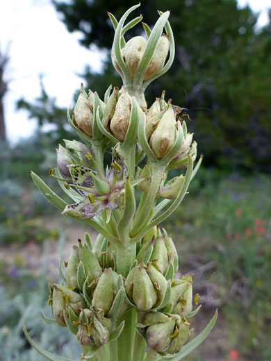 Top of a stem