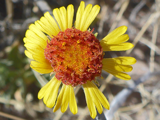 Red-centered flowerhead