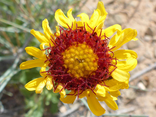 Orange, red and yellow flowerhead