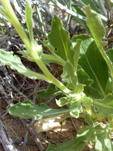 Stems and leaves