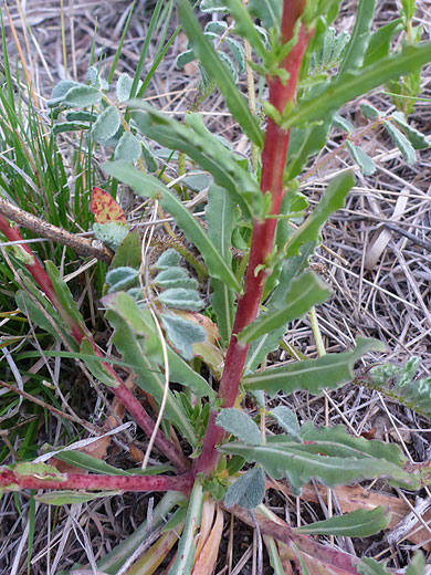 Red lower stem