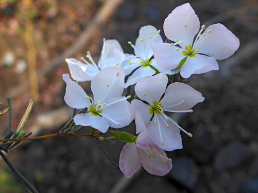 Flower cluster