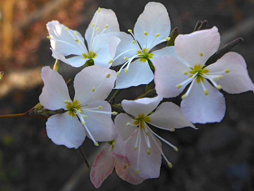 White flowers