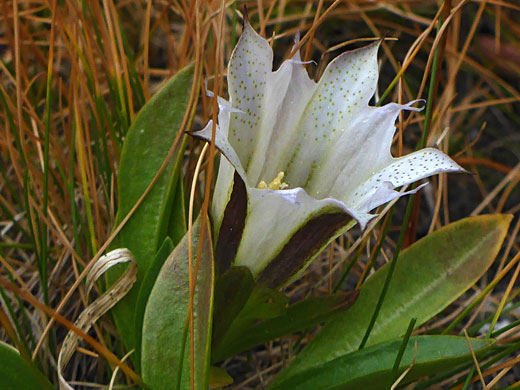 Corolla and leaves