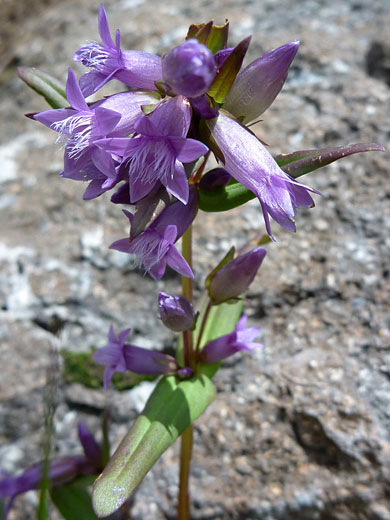 Northern Gentian