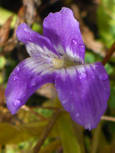 White-centered flower