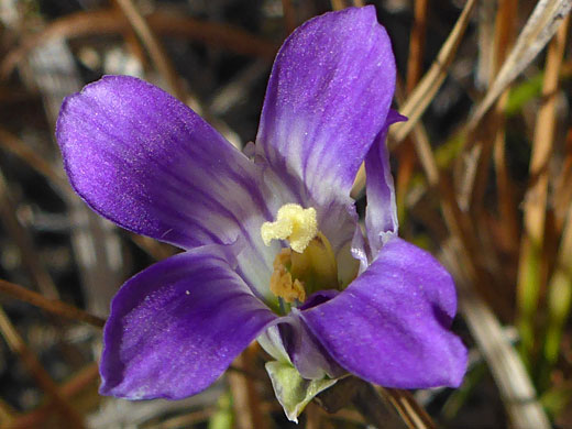 Sierra Fringed Gentian