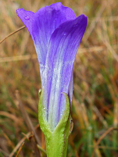 Slender flower