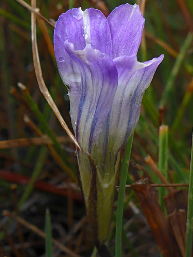 Wavy petals