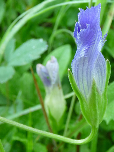 Rocky Mountain Fringed Gentian