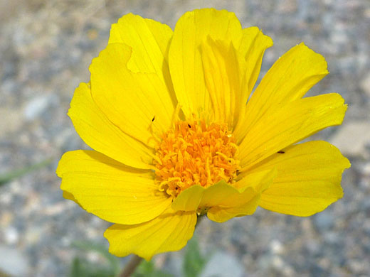 Yellow flower