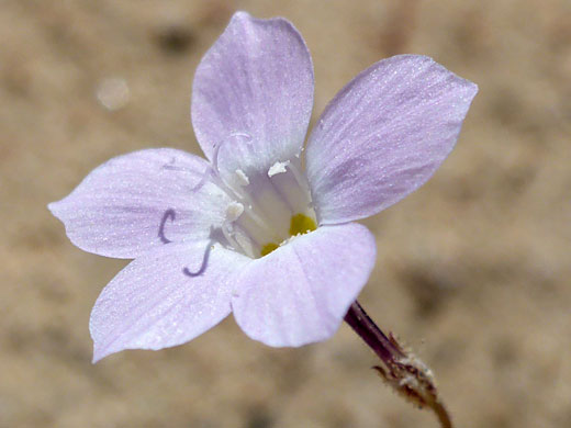 Pale pink petals